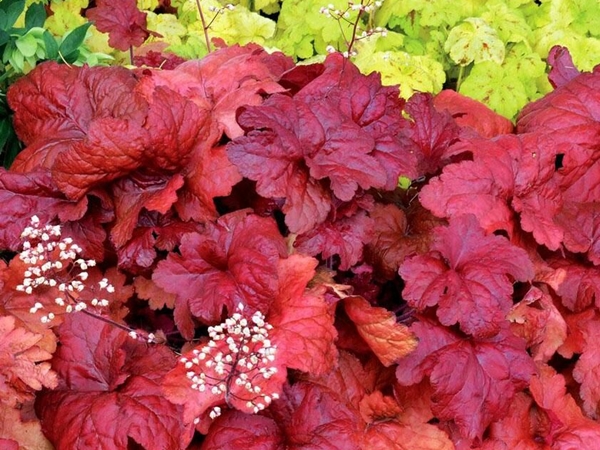 Alūnė ,Fire Chief' (lot. Heuchera) Alūnė ,Fire Chief' (lot. Heuchera)